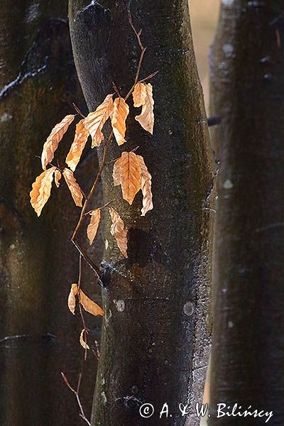 Bukowe liście