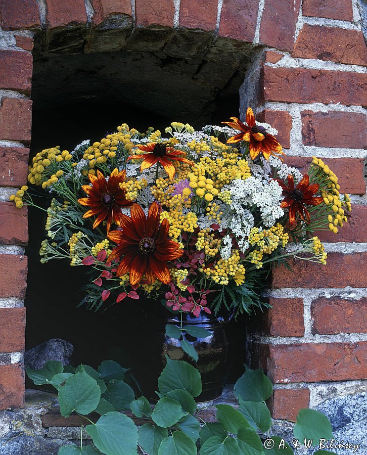 bukiet, krwawniki, borówki, rudbekie