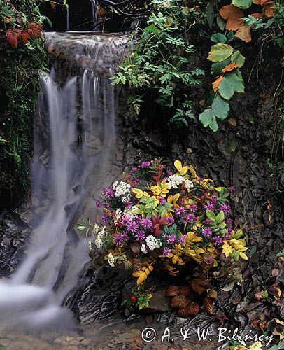jesienny bukiet przy wodospadzie, astry i krwawniki