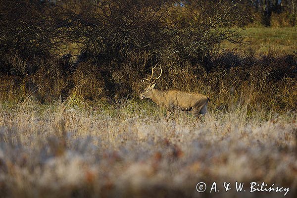  jeleń szlachetny, europejski, Cervus elaphus elaphus
jeleń karpacki, samiec, byk