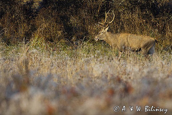  jeleń szlachetny, europejski, Cervus elaphus elaphus
jeleń karpacki, samiec, byk