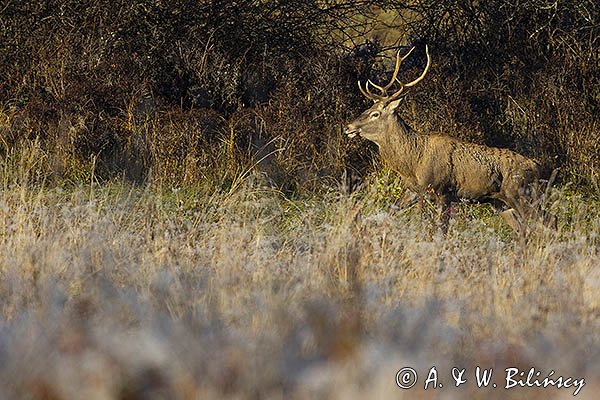  jeleń szlachetny, europejski, Cervus elaphus elaphus
jeleń karpacki, samiec, byk