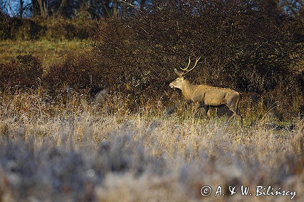  jeleń szlachetny, europejski, Cervus elaphus elaphus
jeleń karpacki, samiec, byk