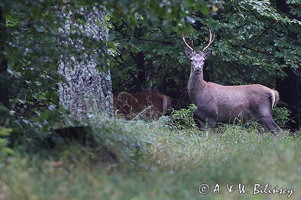 jeleń szlachetny, europejski, Cervus elaphus elaphus jeleń karpacki, byk, rykowisko, projektowany Turnicki Park Narodowy