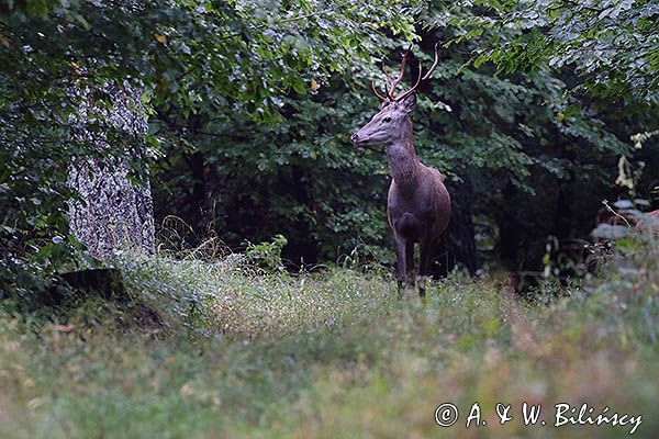 jeleń szlachetny, europejski, Cervus elaphus elaphus jeleń karpacki, byk, rykowisko, projektowany Turnicki Park Narodowy