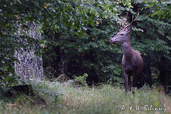jeleń szlachetny, europejski, Cervus elaphus elaphus jeleń karpacki, byk, rykowisko, projektowany Turnicki Park Narodowy