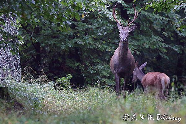 jeleń szlachetny, europejski, Cervus elaphus elaphus jeleń karpacki, byk, rykowisko, projektowany Turnicki Park Narodowy