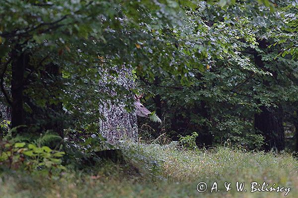 jeleń szlachetny, europejski, Cervus elaphus elaphus jeleń karpacki, byk z paprocią, rykowisko