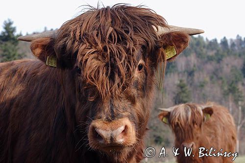 Bydło rasy Scottish Highland szkockie bydło górskie) , byk