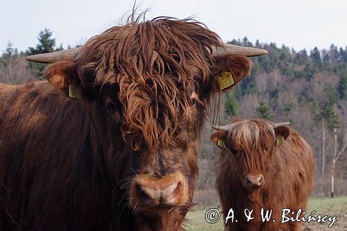 Bydło rasy Scottish Highland szkockie bydło górskie) , byk