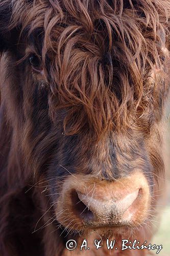 Bydło rasy Scottish Highland szkockie bydło górskie) , byk