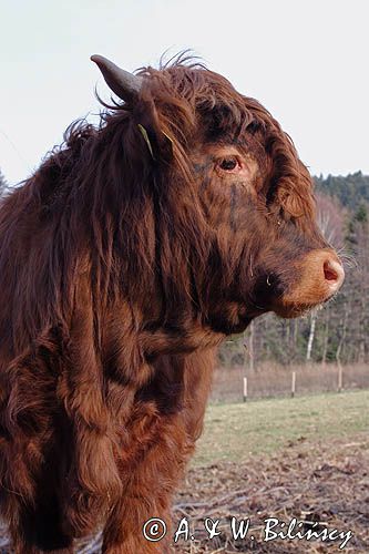 Bydło rasy Scottish Highland szkockie bydło górskie) , byk