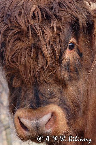 Bydło rasy Scottish Highland szkockie bydło górskie) , byk