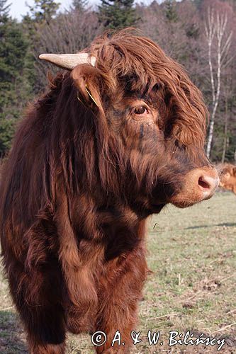 Bydło rasy Scottish Highland szkockie bydło górskie) , byk