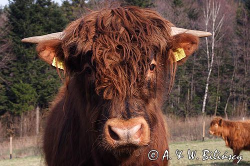 Bydło rasy Scottish Highland szkockie bydło górskie) , byk