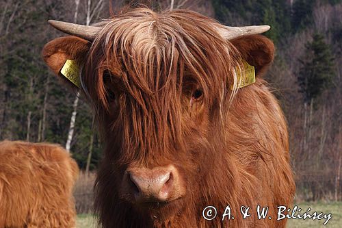 Bydło rasy Scottish Highland szkockie bydło górskie) , krowa