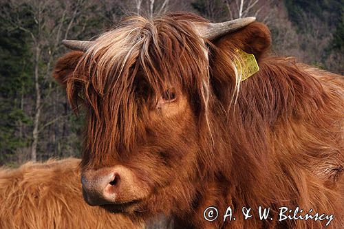 Bydło rasy Scottish Highland szkockie bydło górskie) , krowa