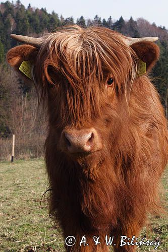 Bydło rasy Scottish Highland szkockie bydło górskie) , krowa