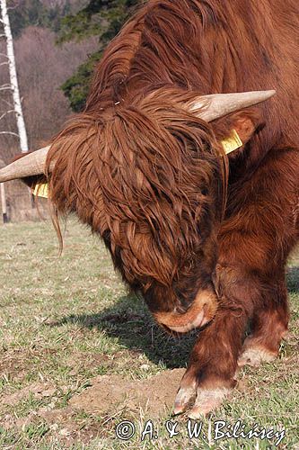 Bydło rasy Scottish Highland szkockie bydło górskie) , byk