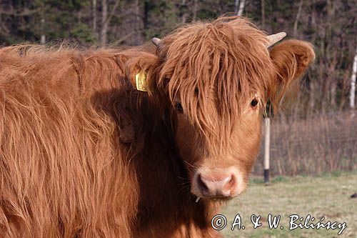 Bydło rasy Scottish Highland szkockie bydło górskie) , krowa