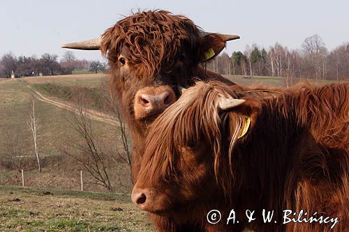 Bydło rasy Scottish Highland szkockie bydło górskie)