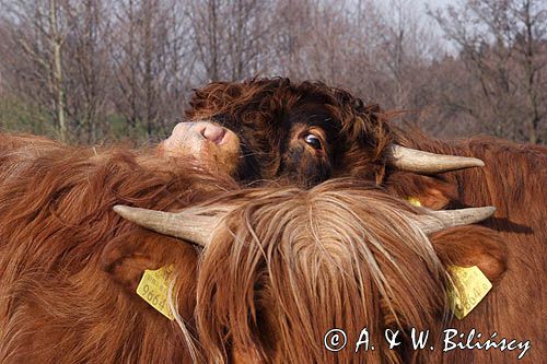 Bydło rasy Scottish Highland szkockie bydło górskie) , byk