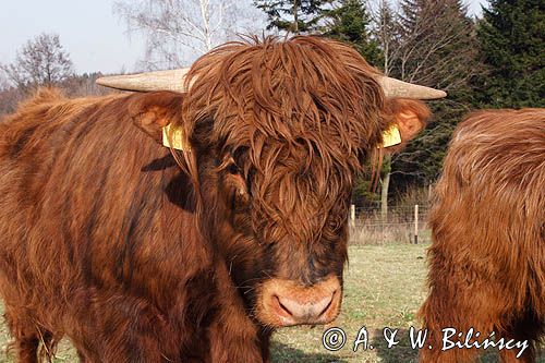 Bydło rasy Scottish Highland szkockie bydło górskie)