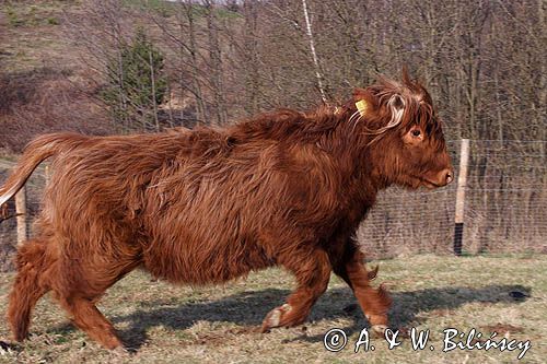 Bydło rasy Scottish Highland szkockie bydło górskie) , krowa