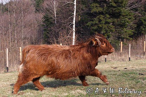 Bydło rasy Scottish Highland szkockie bydło górskie) , krowa