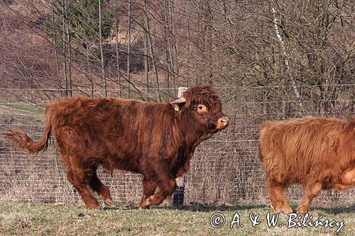 Bydło rasy Scottish Highland szkockie bydło górskie) , byk