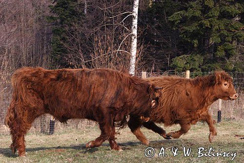 Bydło rasy Scottish Highland szkockie bydło górskie)