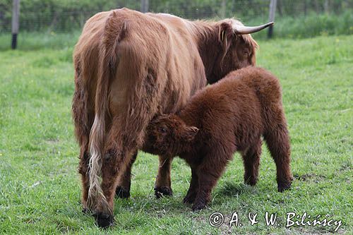 Bydło rasy Scottish Highland szkockie bydło górskie) , krowa z cielakiem