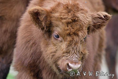 Bydło rasy Scottish Highland szkockie bydło górskie) , cielak