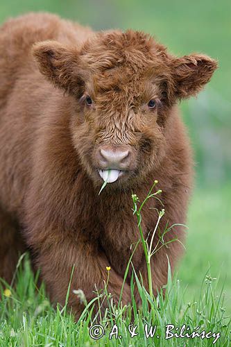 Bydło rasy Scottish Highland szkockie bydło górskie) , cielak