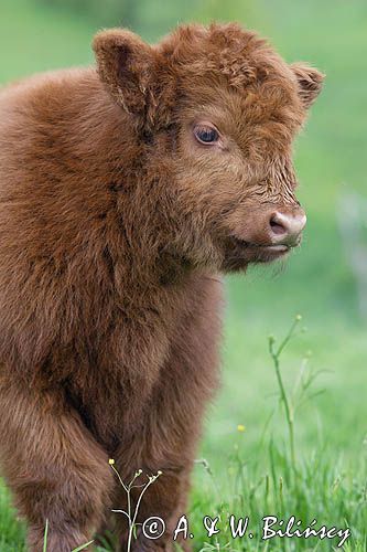 Bydło rasy Scottish Highland szkockie bydło górskie) , cielak