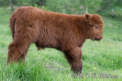 Bydło rasy Scottish Highland szkockie bydło górskie) , cielak