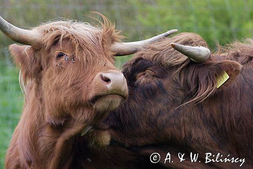 Bydło rasy Scottish Highland szkockie bydło górskie) , krowa z bykiem