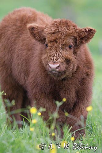 Bydło rasy Scottish Highland szkockie bydło górskie) , cielak