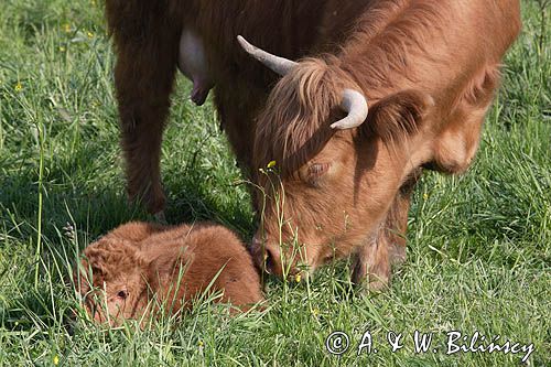 Bydło rasy Scottish Highland szkockie bydło górskie) , krowa z cielakiem