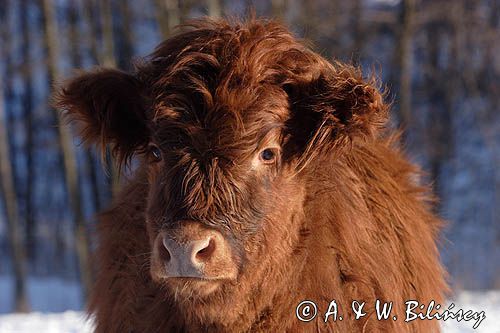 Bydło rasy Scottish Highland szkockie bydło górskie) , młoda cieliczka