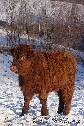 Bydło rasy Scottish Highland szkockie bydło górskie) , młoda cieliczka