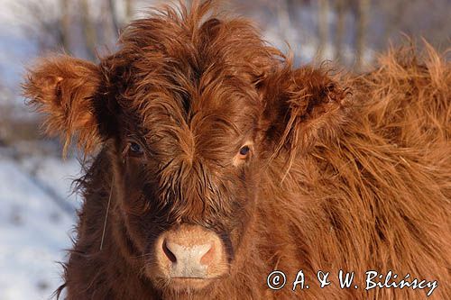 Bydło rasy Scottish Highland szkockie bydło górskie) , młoda cieliczka