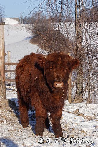 Bydło rasy Scottish Highland szkockie bydło górskie) , młody byczek