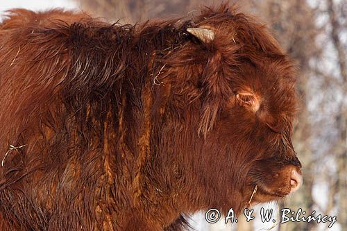 Bydło rasy Scottish Highland szkockie bydło górskie) , młody byczek