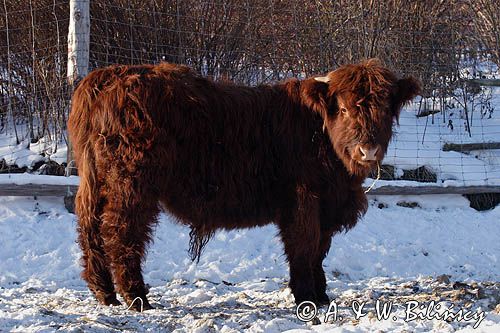 Bydło rasy Scottish Highland szkockie bydło górskie) , młody byczek