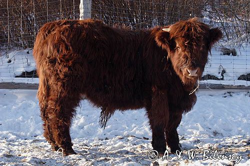 Bydło rasy Scottish Highland szkockie bydło górskie) , młody byczek
