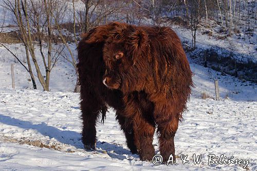 Bydło rasy Scottish Highland szkockie bydło górskie) , młody byczek