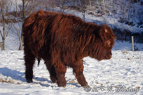 Bydło rasy Scottish Highland szkockie bydło górskie) , młody byczek