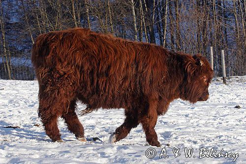 Bydło rasy Scottish Highland szkockie bydło górskie) , młody byczek