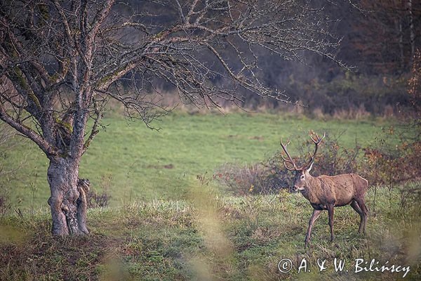  jeleń szlachetny, europejski, Cervus elaphus elaphus
jeleń karpacki, byk